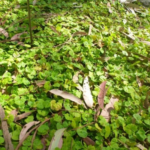 Mercury Bay Weed Dichondra repens Beautiful Mat-Forming Ground Cover Lawn Plant Kidney Weed image 4