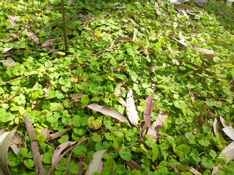Mercury Bay Weed Dichondra repens Beautiful Mat-Forming Ground Cover Lawn Plant Kidney Weed image 4