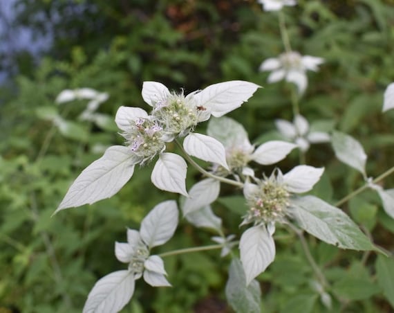 シルバーリーフマウンテンミントの種子 ~Pycnanthemum incanum