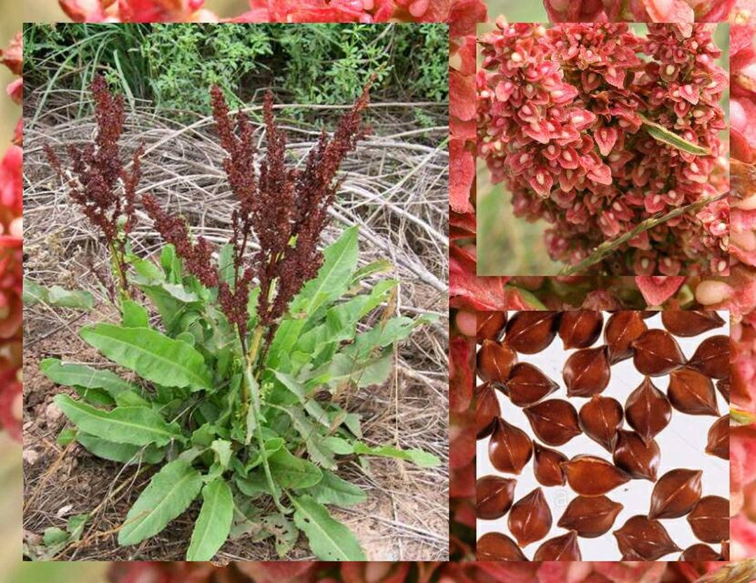 Yellow Dock Seeds rumex Crispus Organic Sour Dock Curly Dock Etsy