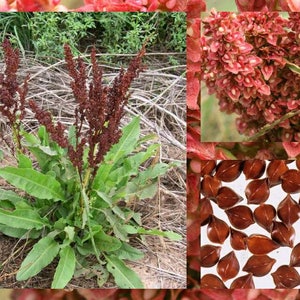 Pode incluir: Um close-up de uma planta de azeda vermelha com folhas verdes. A planta tem vagens de sementes vermelhas e sementes marrons.