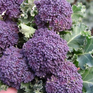 Purple Broccoli ~Purple Sprouting Early~ Heirloom Open Pollinated Seeds ~ Great in Containers ~ Hardy English Variety