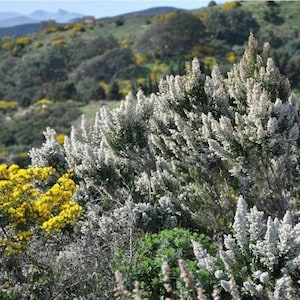 Tree Heath Seeds Erica arborea White Heath Giant Heather Briar root Bruyère Ericaceae Scented Garden Briarwood Smoking Pipe image 2