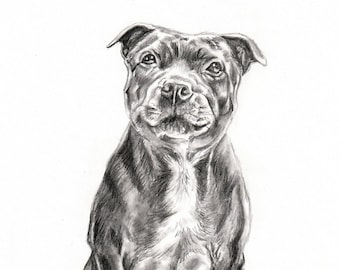 Staffordshire Bull Terrier Pencil Sketch, staffie print, staffy pencil sketch, staffy pencil art, staffy picture, staffy drawing, staffy art