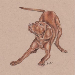 Hungarian Vizsla colour pencil print, hungarian vizsla print, vizsla pencil print, vizsla artwork, vizsla lover gifts, vizsla picture