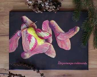 Rosy Maple Moth 3D Sculpture on Canvas, Insect Hanging Wall Art