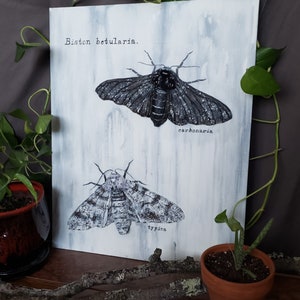 Peppered Moth Pair, Oil Painting and Sculpture on Canvas