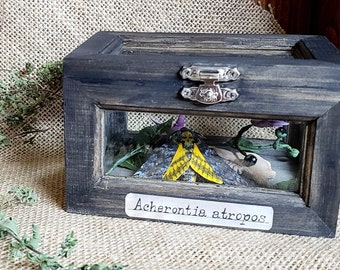 Death&#39;s Head Hawk Moth and Nightshade Plant Sculpture in Vintage Wooden Box