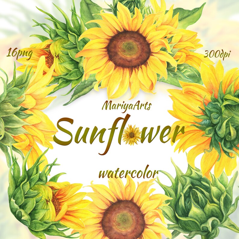 Sunflower Clipart Summer Floral Clip Art Watercolor Rustic Etsy