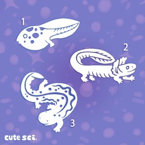 Amphibian vinyl stickers decals - tadpole - mudpuppy - axolotl - hellbender | Science