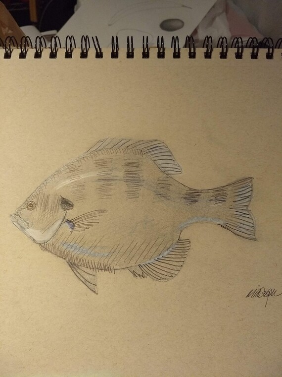 Original Signed Drawing, Bluegill Art, Original Fish Sketch, Hand Drawn,  Original Art, One of a kind, Gift for Dad, 12 x 9