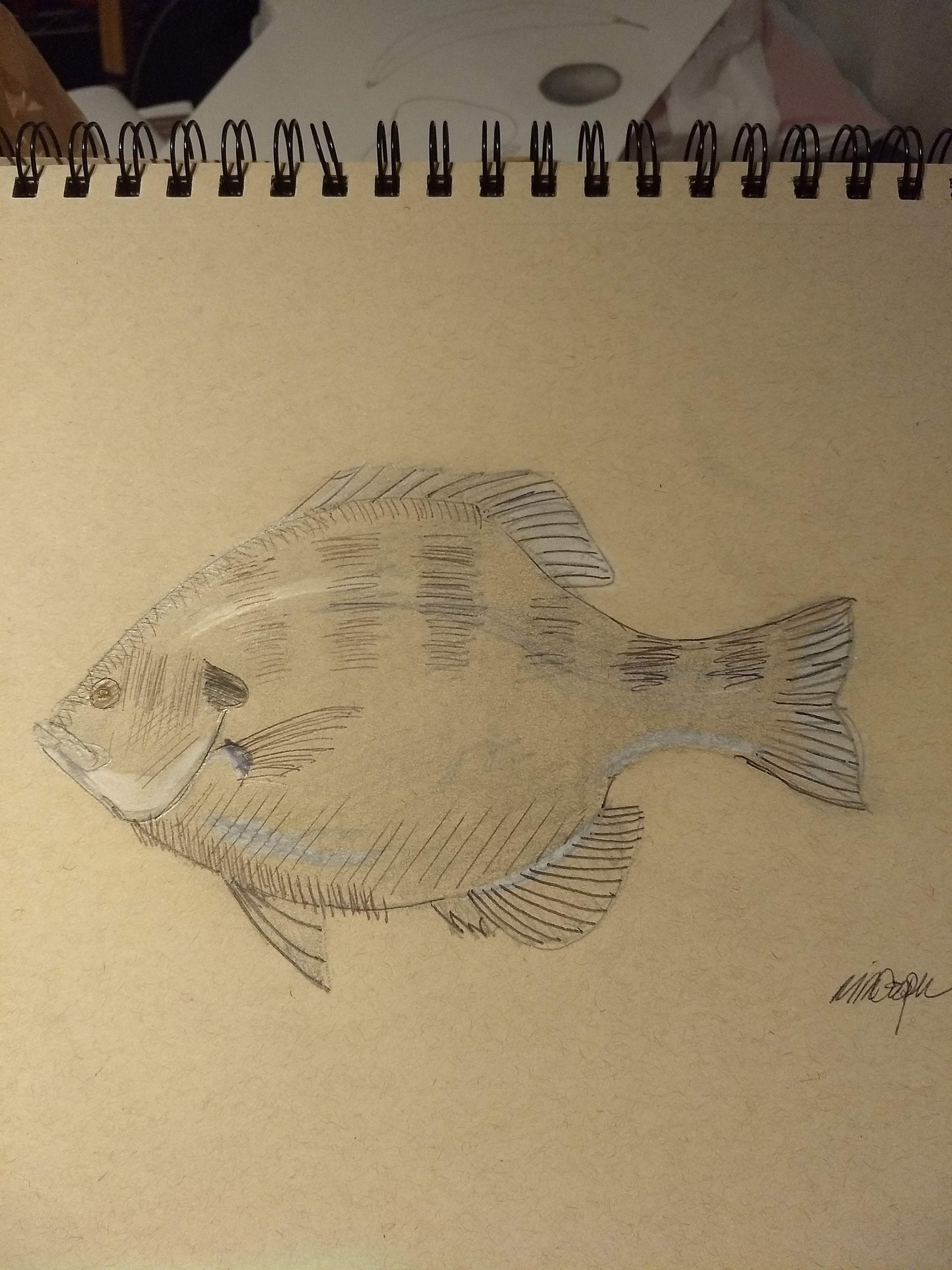 Original Signed Drawing, Bluegill Art, Original Fish Sketch, Hand Drawn,  Original Art, One of a Kind, Gift for Dad, 12 X 9 -  Canada