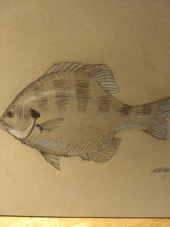 Original Signed Drawing, Bluegill Art, Original Fish Sketch, Hand Drawn,  Original Art, One of a Kind, Gift for Dad, 12 X 9 