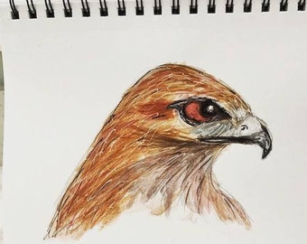Red Tail Hawk Original Watercolor Painting, 7" x 10"