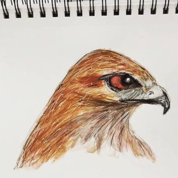 Red Tail Hawk Original Watercolor Painting, 7" x 10"