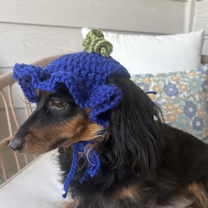 Pode incluir: Um dachshund usando um chapéu azul de crochê feito à mão com uma aba com babados e um pompom verde no topo. O cão está sentado em uma almofada branca, com uma almofada floral ao fundo.