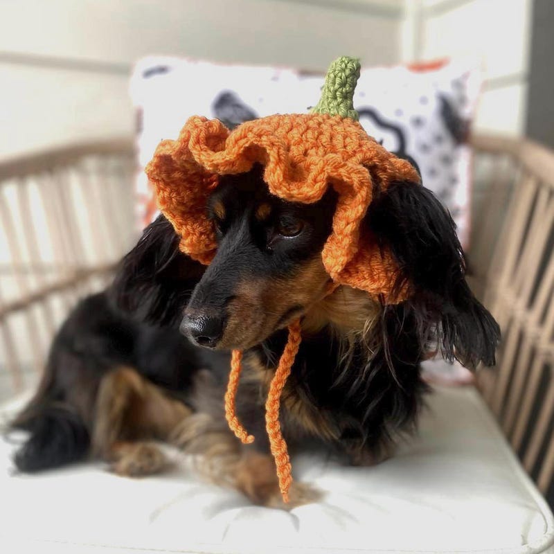 Pumpkin Hat Pet - Etsy UK