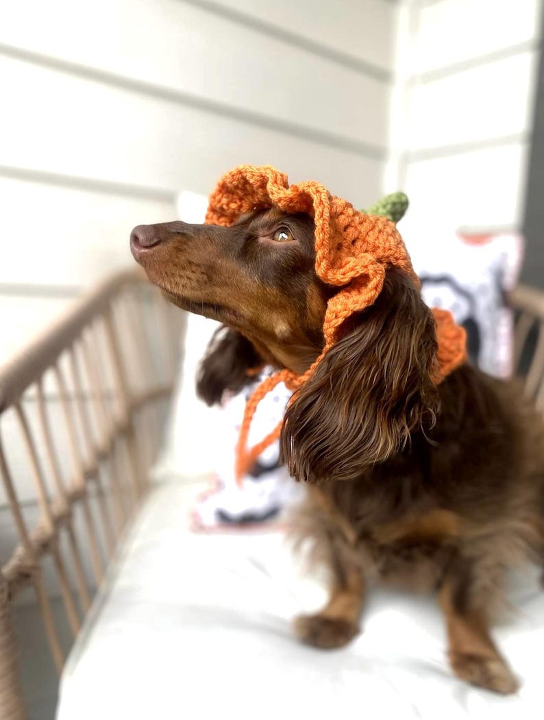 Crochet Pumpkin Hat Pattern for Pets: Ruffle Design, Sizes XS-L (PDF Pattern) image 5