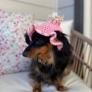May include: A black and brown dachshund wearing a pink crocheted hat with a white pom-pom on top. The hat has a ruffled edge and is decorated with colorful yarn.