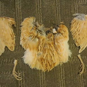Dried Quail Wing, Pelt and legs