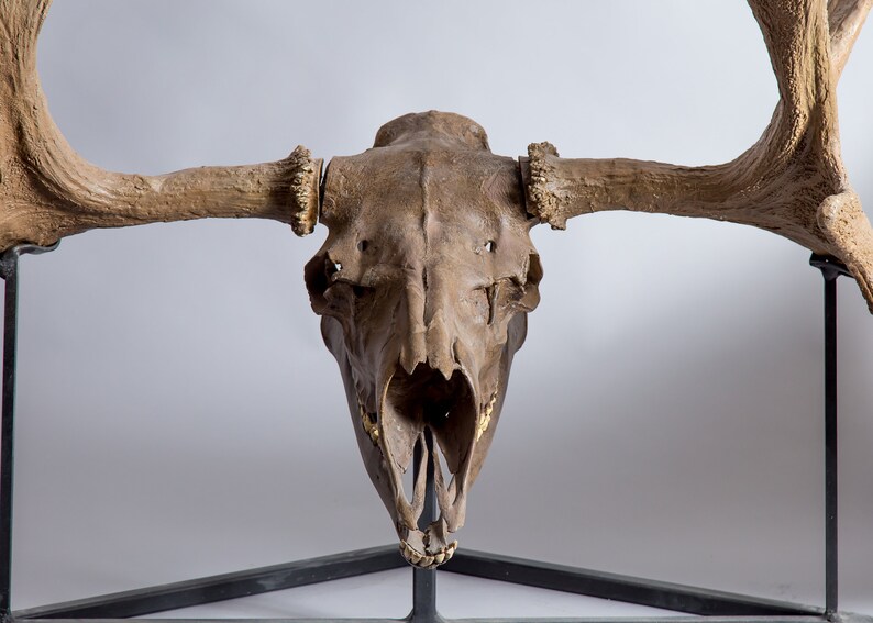 Cervalces scotti Elk Moose Skull Replica | Etsy