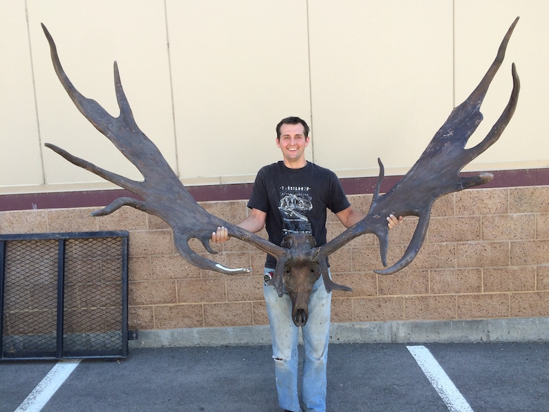 irish elk horns irish elk horns