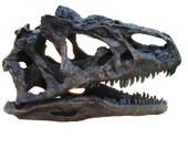 Allosaurus &quot;jimmadseni&quot; &quot;Dracula&quot; - Skull Replica