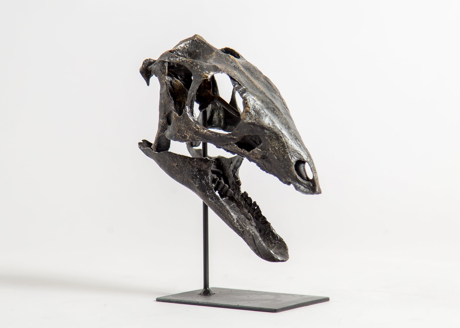 Dryosaurus Altus Skull Replica Etsy Singapore