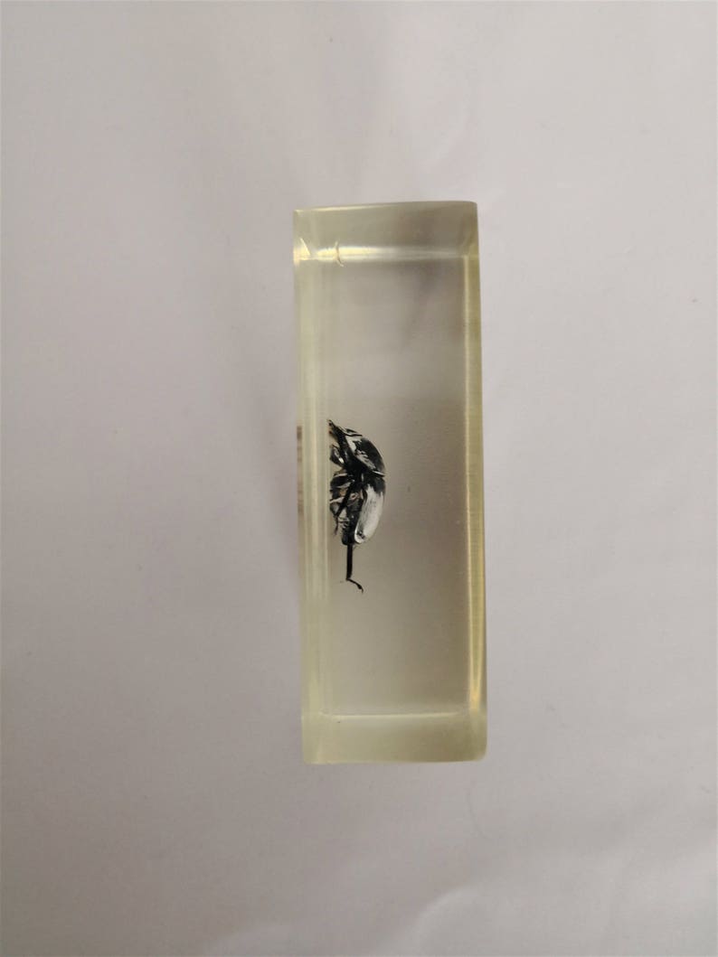 resin insect inclusion kind of beetle vintage cabinet of curiosities