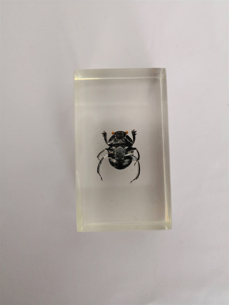 resin insect inclusion kind of beetle vintage cabinet of curiosities