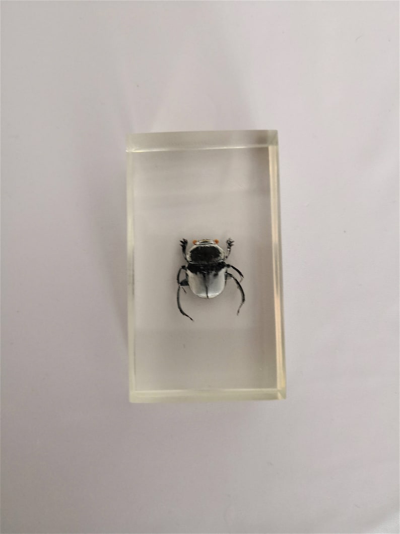 resin insect inclusion kind of beetle vintage cabinet of curiosities