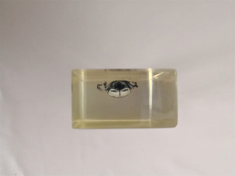 resin insect inclusion kind of beetle vintage cabinet of curiosities