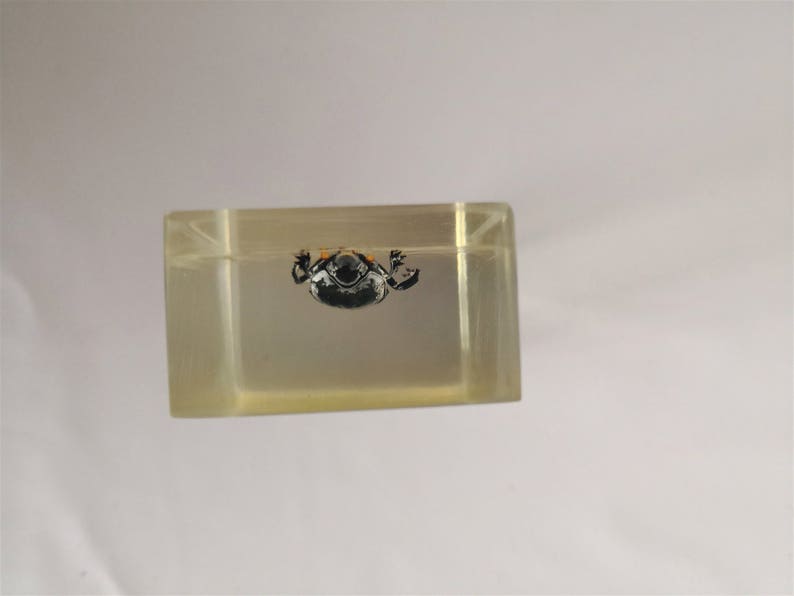 resin insect inclusion kind of beetle vintage cabinet of curiosities