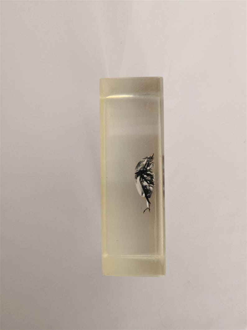 resin insect inclusion kind of beetle vintage cabinet of curiosities