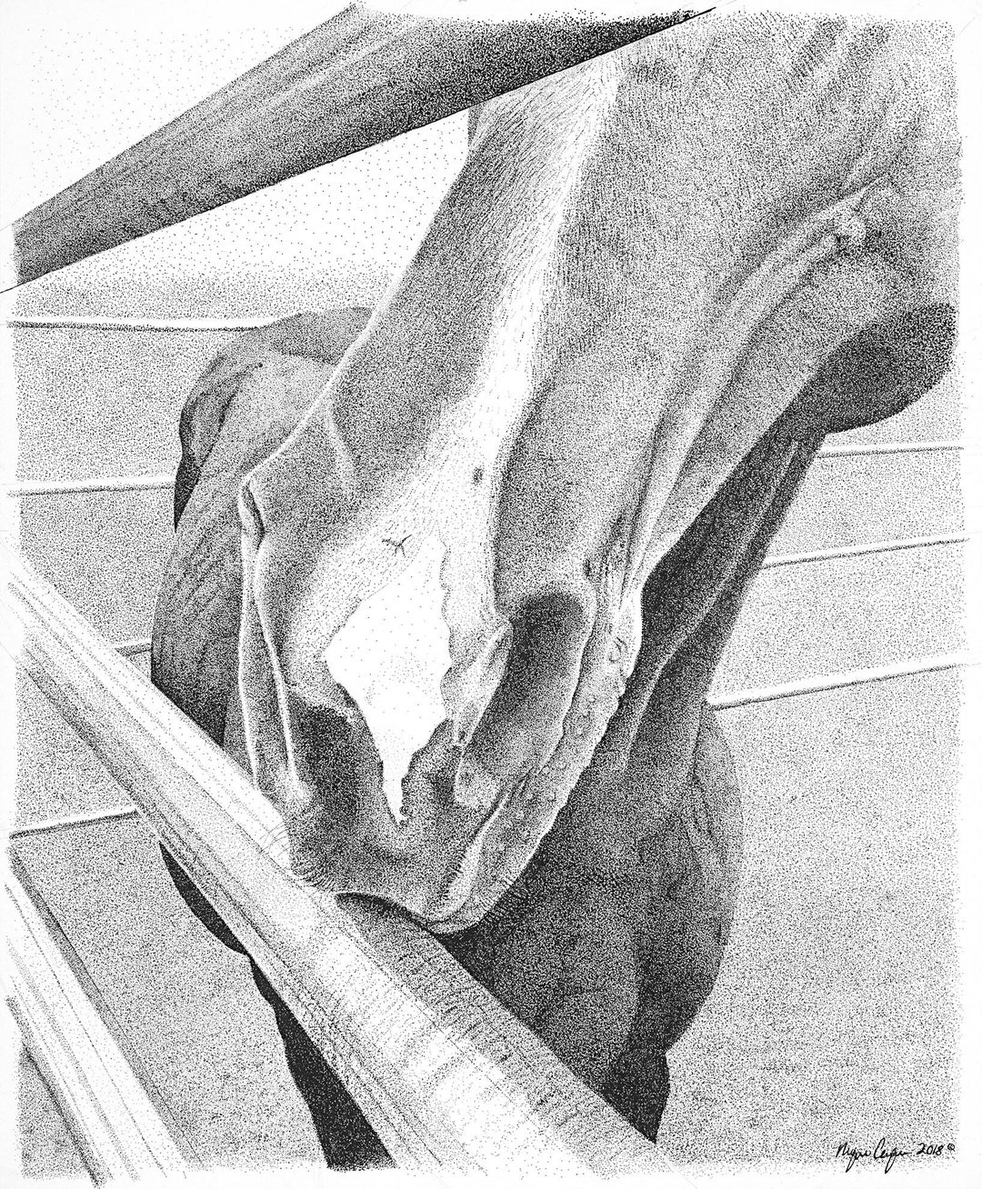 Horse Nose Drawing Etsy