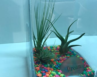 Airplants / arc en ciel