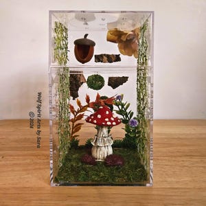 Made-to-Order basic woodsy jumping spider enclosure (2 SIZES to choose from), arboreal, jumping spider decor, accessories