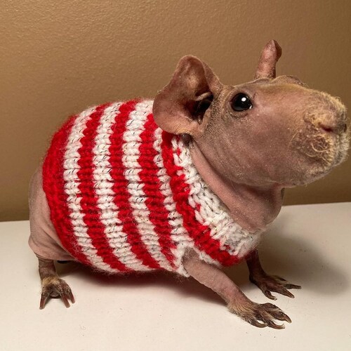 Guinea Pig Sweater Etsy