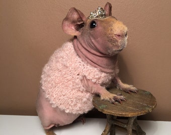 hairless guinea pig sweaters