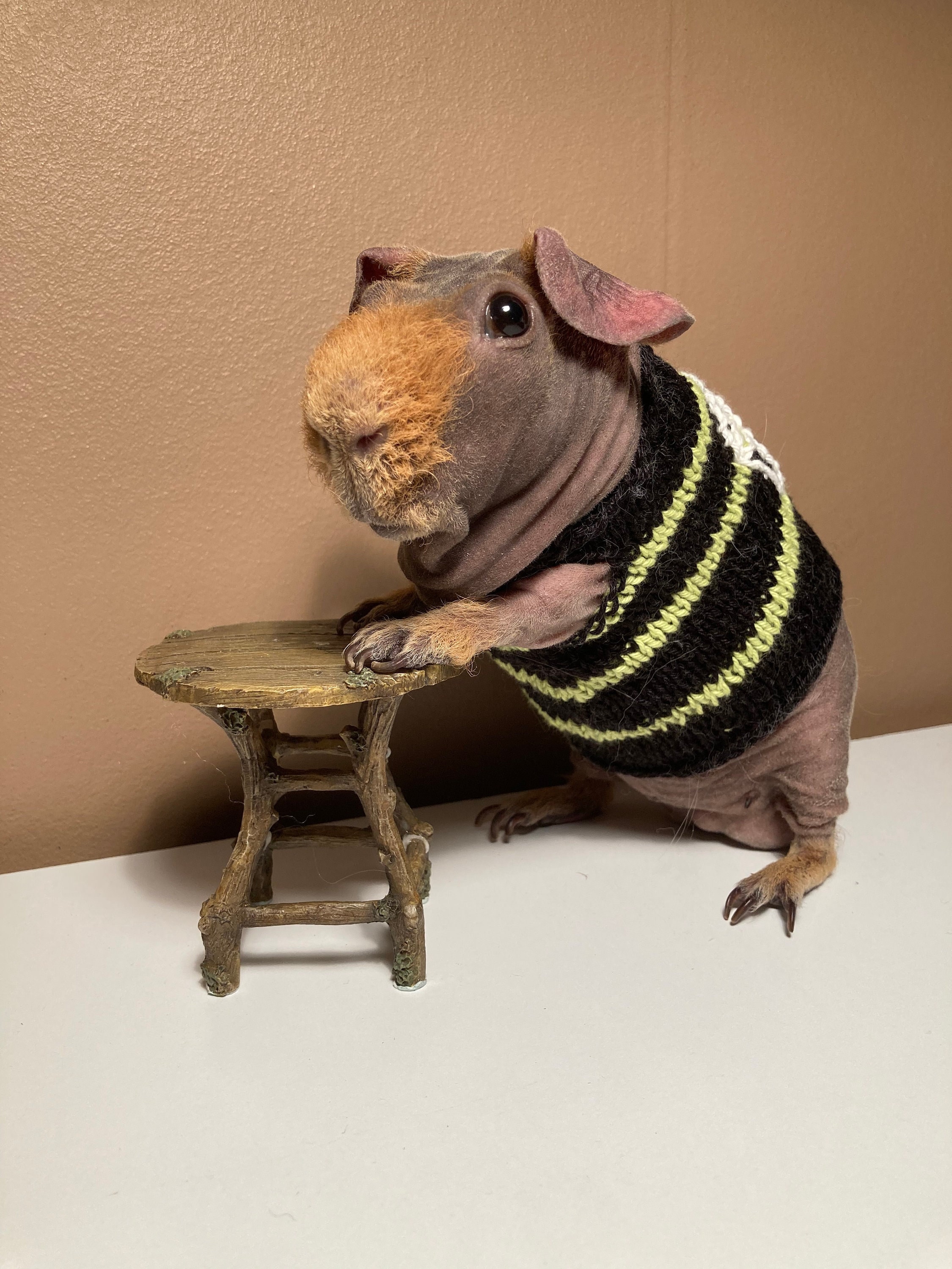 Gothic Guinea Pig Sweater - Etsy