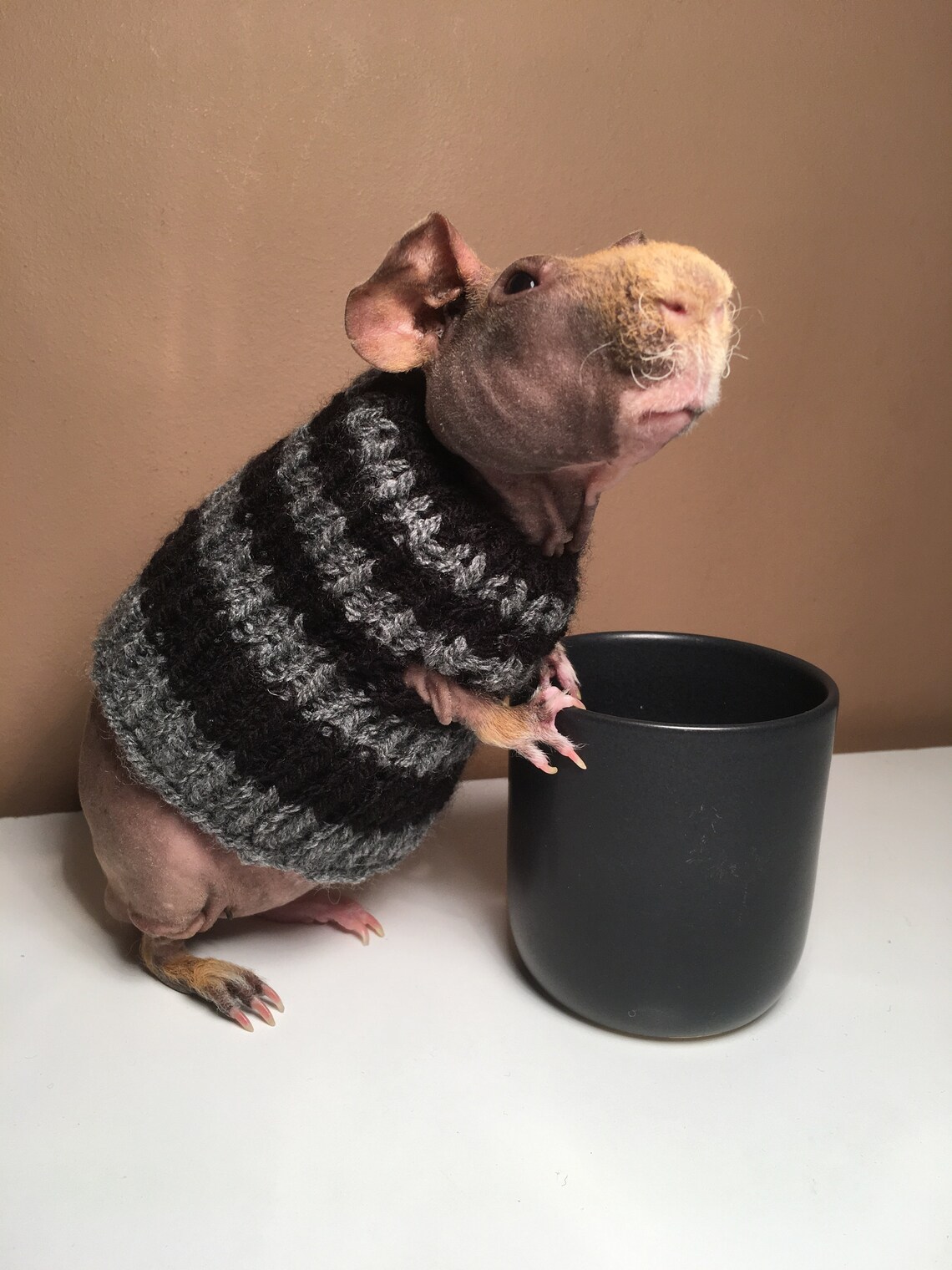 Guinea Pig Sweater Etsy