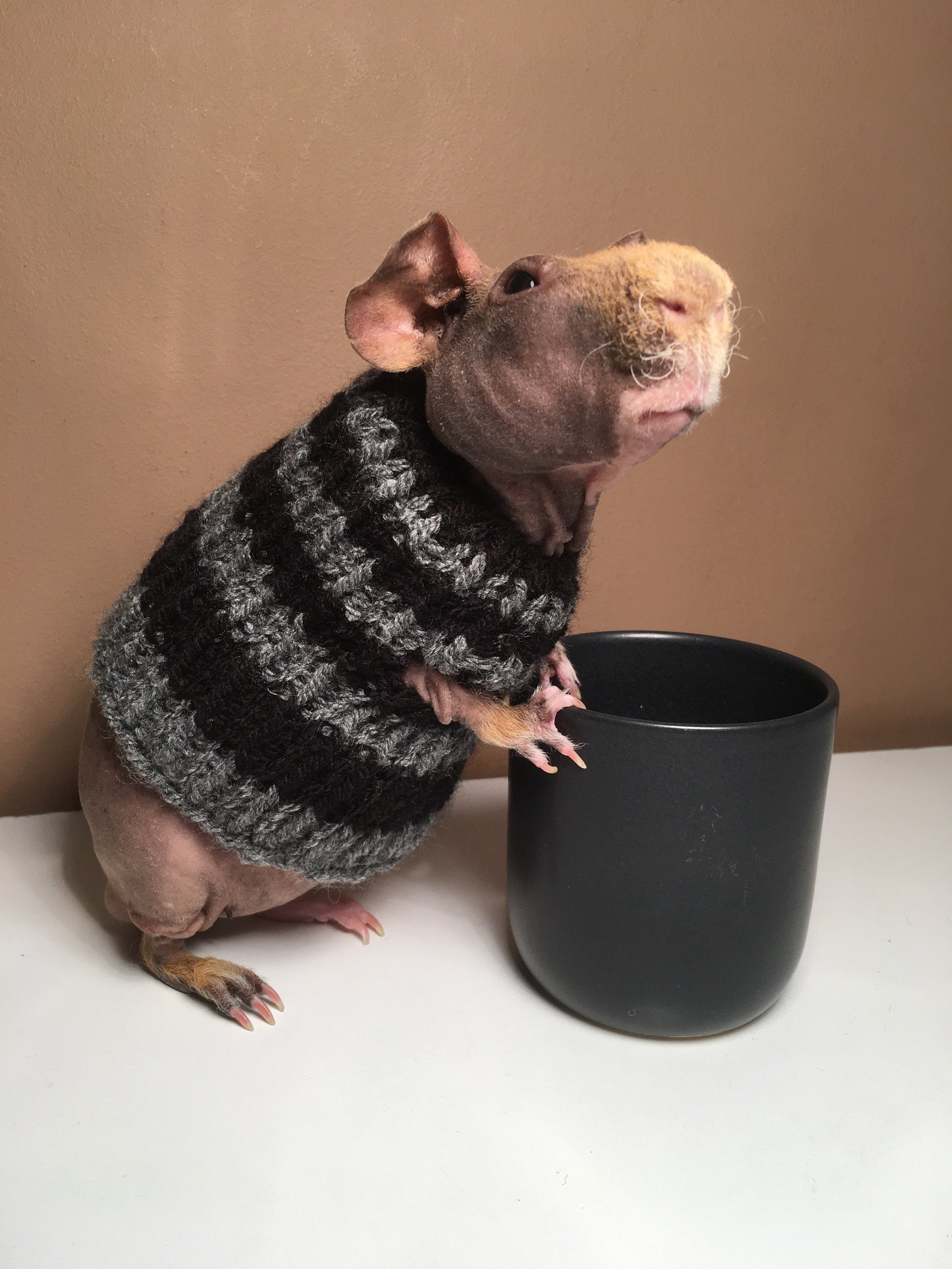 Guinea Pig Sweater Etsy