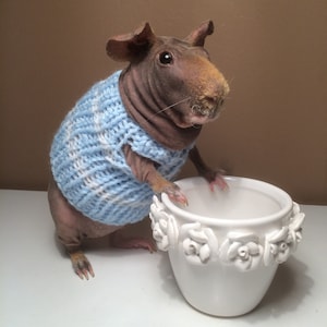 Guinea Pig Sweater Etsy Canada