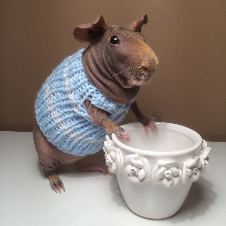 Guinea Pig Sweater Etsy