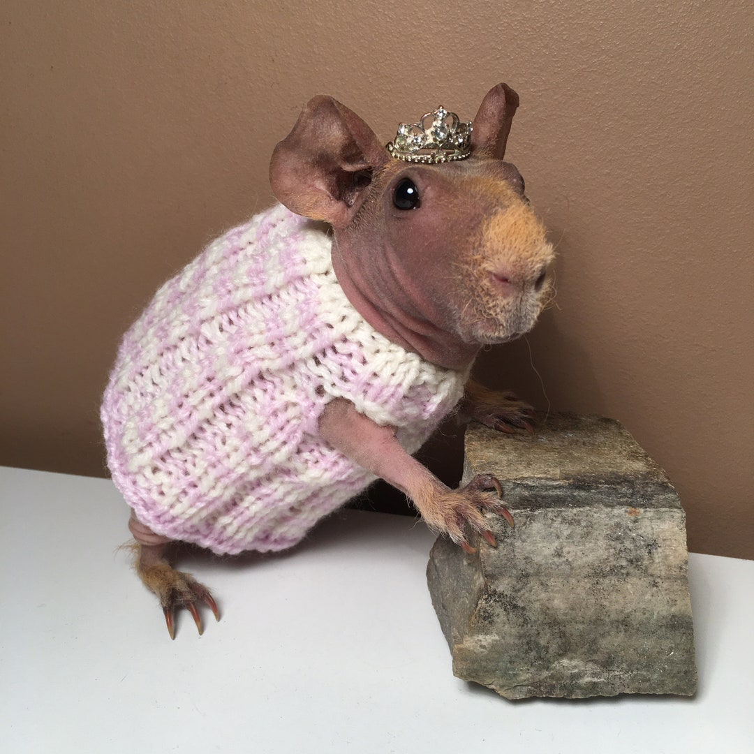 Guinea Pig Dress Etsy
