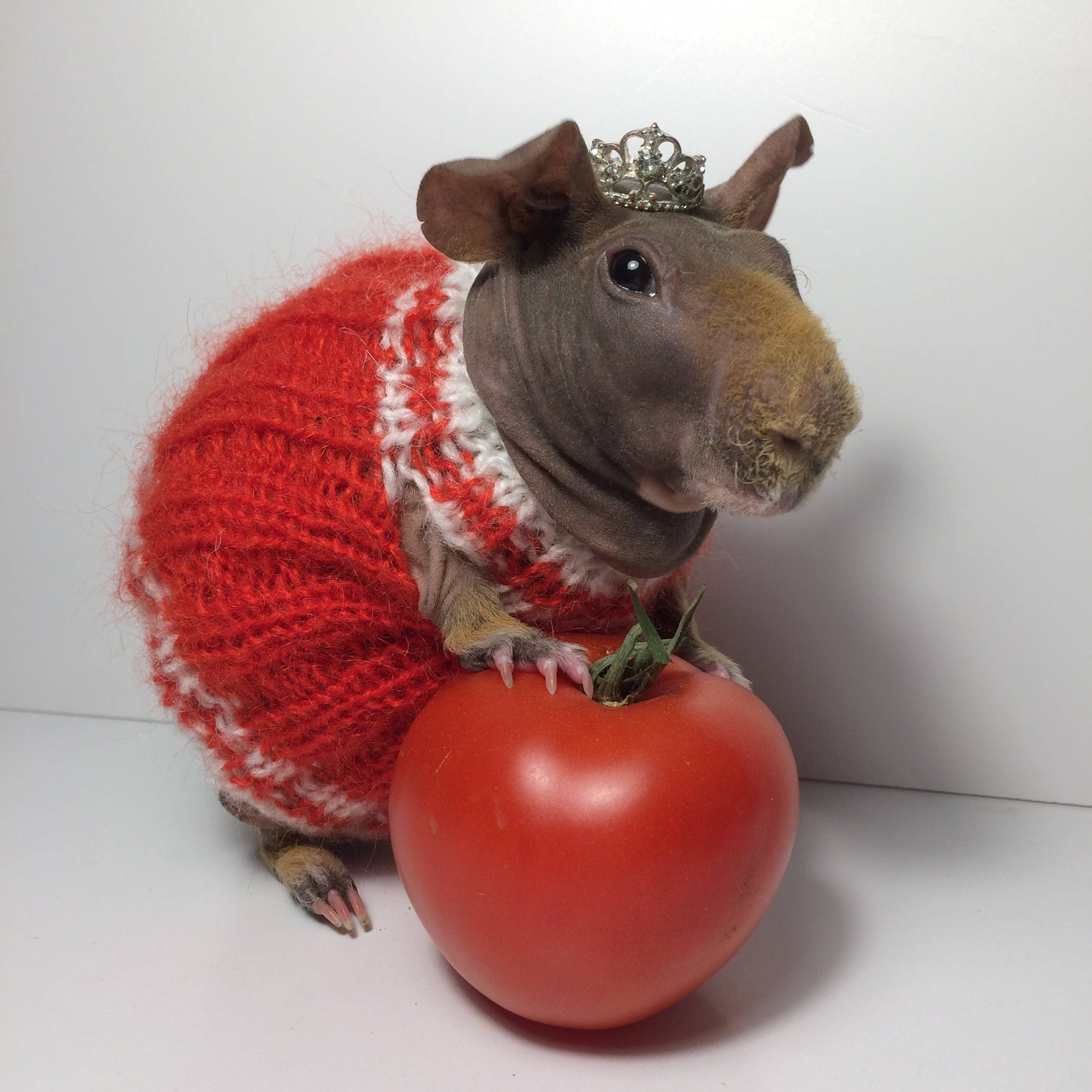 Guinea pig in a dress sales