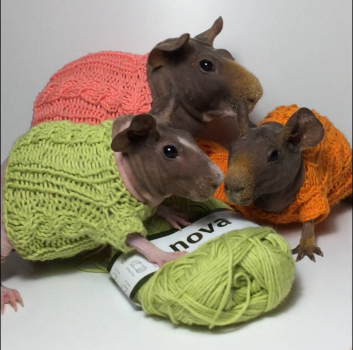 Guinea Pig Dresses Etsy