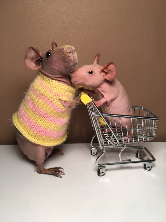 Yellow and Pink Guinea Pig Dress - Etsy Yellow and Pink Guinea Pig Dress - Etsy
