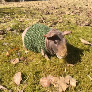 May include: A hairless guinea pig wearing a green knitted sweater, sitting on a bed of green moss with brown leaves scattered around.