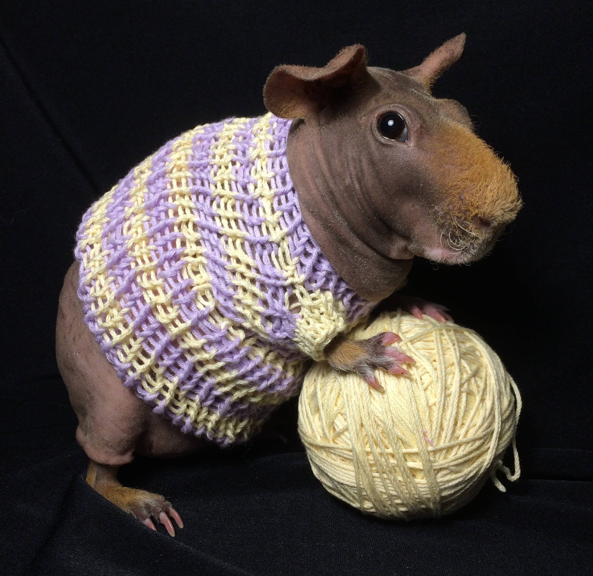 guinea pig sweater Etsy